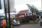 Pohon Besar Tumbang Akibat Angin Kencang di Driyorejo