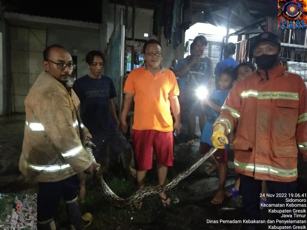 Warga Perum Gending Asri Gresik Kaget Ular Piton Masuk Rumah