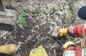 Makan Ayam di Kandang, Ular Piton Dievakuasi Petugas Damkar Gresik