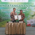 Program Makmur Terbukti Tingkatkan Hasil Panen Tebu, PG –SGN MoU Dongkrak Produktivitas Gula Nasional