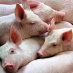 Diam-diam, DPM PTSP Gresik Tengah Proses Izin Peternakan Babi di Kota Santri