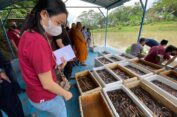 Young Budhhist Association dan Ecoton Lepas Ribuan Ikan hingga Buat Trash Boom di Kalimas