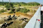 Presiden Jokowi Tinjau Perlintasan Gajah di Ruas Tol Pekanbaru-Dumai