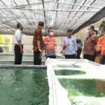Inovasi Dekarbonisasi, SBI Pabrik Cilacap Budidaya Mikroalga