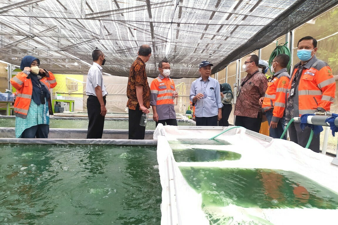 Inovasi Dekarbonisasi, SBI Pabrik Cilacap Budidaya Mikroalga