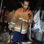 Ular Piton 5 Meter Kepergok Lilit Ayam Warga di Gresik