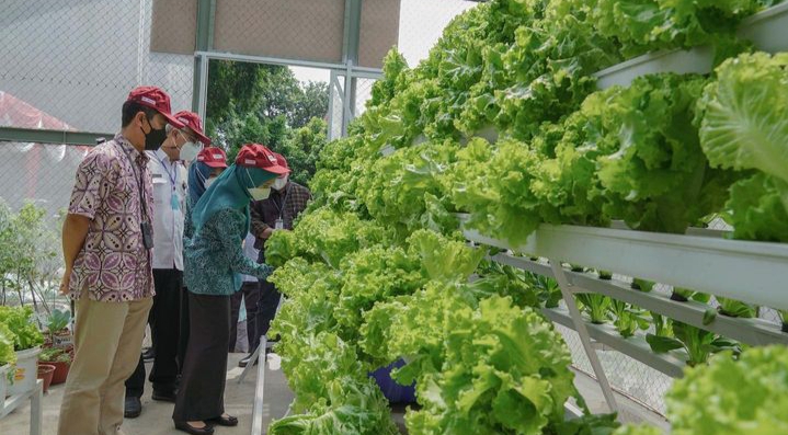 Desakan Bupati Gerakan Tanam Cabai, Tak Diseriusi Dinas Pertanian Gresik