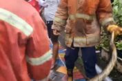 Warga Gresik Pusing, Ular Piton Sepanjang 3 Meter Sembunyi di Sekitar Rumahnya