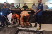 Ular Piton 5 Meter Nongol di Kolam Rumah Makan di Gresik