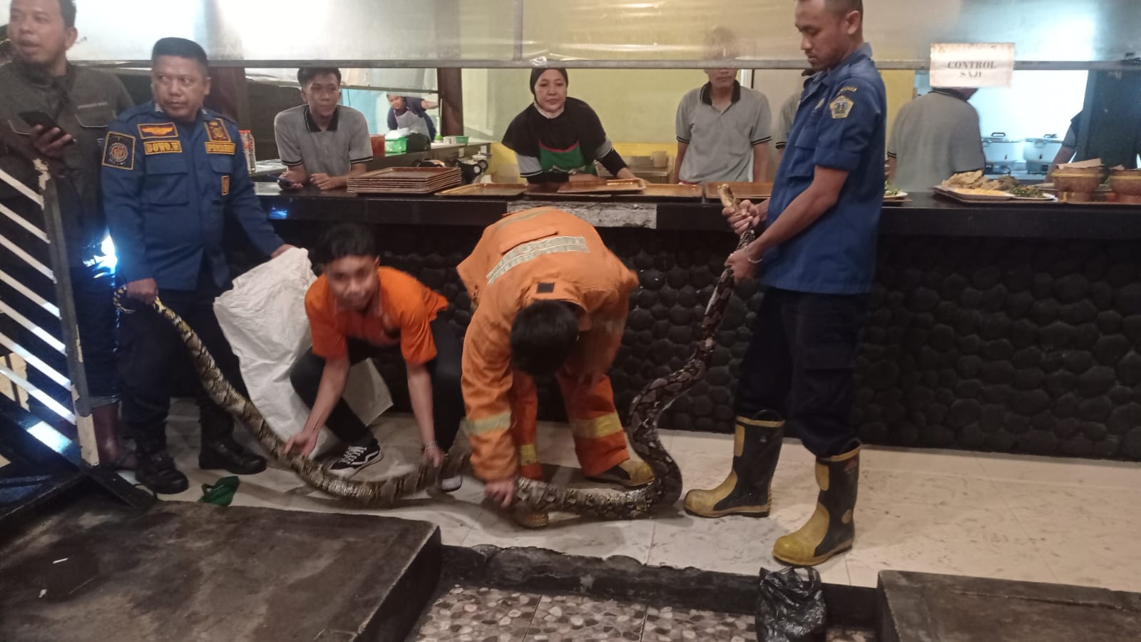 Ular Piton 5 Meter Nongol di Kolam Rumah Makan di Gresik