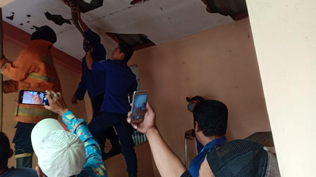 Murid dan Guru di SMA Gresik Panik, Ular Piton 5 Meter Sembunyi di Plafon Kamar Mandi