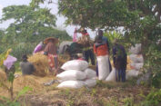 Diserang Wereng, Hasil Panen Petani di Cerme Gresik Merosot Tajam