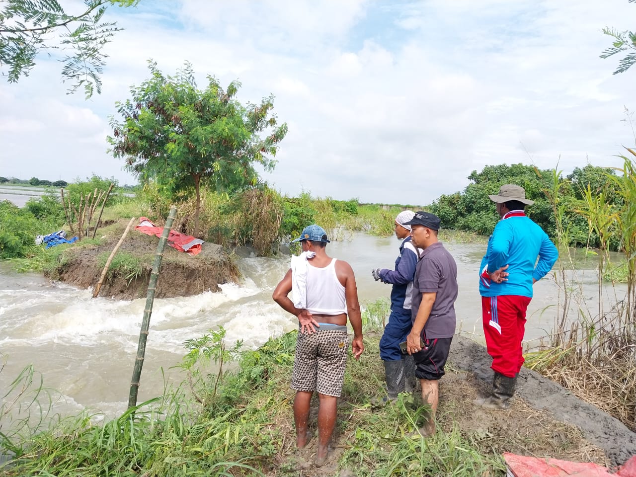 Tanggul Kali Lamong di Desa Jono Jebol, Banjir Meluas di Cerme Gresik