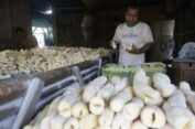 Tape Singkong Khas Abar-abir Bungah, Jajanan Tradisional Gresik Terancam Punah
