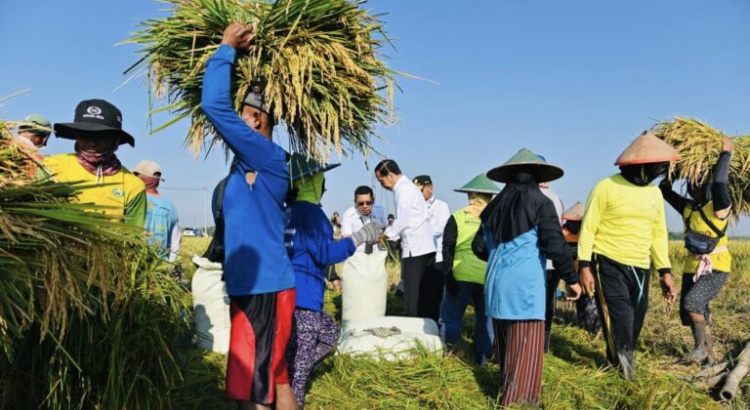 Tinjau Panen Raya di Ngawi, Presiden Jokowi: Produktivitas Tiap Daerah Berbeda