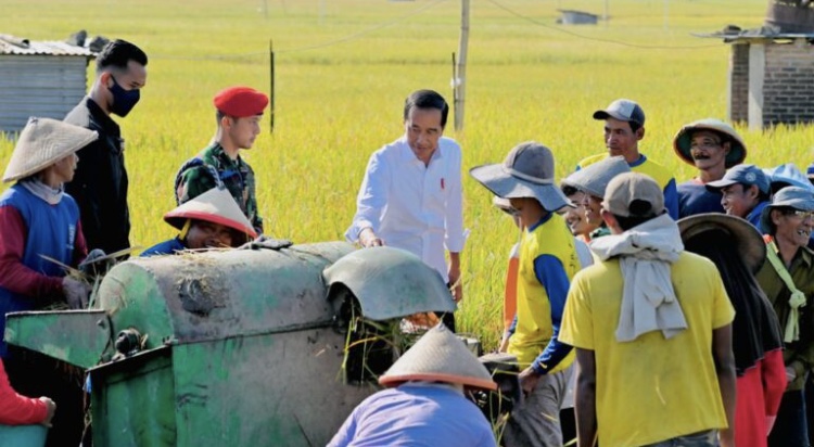 Presiden Jokowi Tegaskan Upaya Pemerintah Seimbangkan Harga Gabah