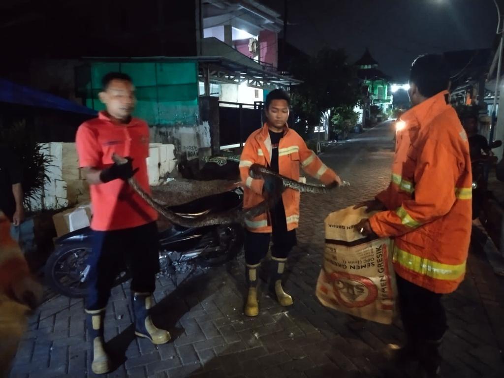 Damkarla Sigap, Burung Kakak Tua Peliharaan Warga Gresik Selamat dari Lilitan Ular Piton