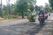 Banjir Kali Lamong Tinggalkan Lubang Besar di Jalan Raya, Warga di Gresik Tanami Pohon Pisang