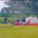 Petani Binaan HKTI Gresik Panen Perdana Padi Bebas Pestisida