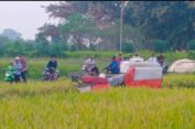 Petani Binaan HKTI Gresik Panen Perdana Padi Bebas Pestisida