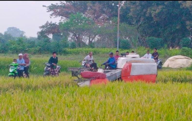Petani Binaan HKTI Gresik Panen Perdana Padi Bebas Pestisida