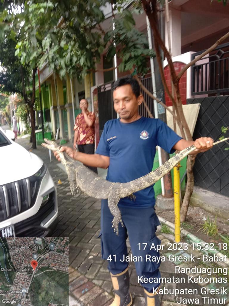 Dua Ekor Nyambek Besar Berantem di Plafon Kagetkan Warga di Gresik