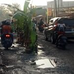 Jengkel Jalan Penghubung Surabaya – Gresik Rusak, Warga Tanami Pisang
