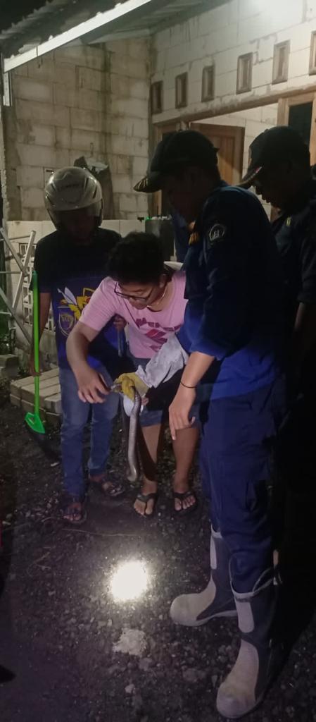 Warga di Gresik Kira Sabuk Hitam Jatuh di Belakang Kulkas, Ternyata Ular Kobra