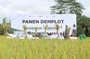 PG Pendampingan Komprehensif di Bali, Produktivitas Naik dan Hasilkan Beras Premium