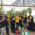 Binaan KTNA Gresik Sukses Panen Melon Golden di Green House