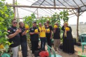 Binaan KTNA Gresik Sukses Panen Melon Golden di Green House