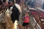 Peternak Kambing di Gresik Kebanjiran Pesanan Jelang Hari Raya Idul Adha 2023