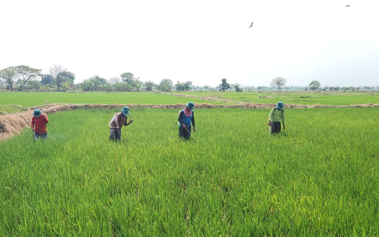 Hama Wereng Batang Coklat Mulai Serang Pertanian di Gresik