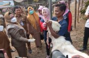 Pastikan Kondisi Sehat dan Aman, Bu Min Sidak Penjual Hewan Kurban di Gresik