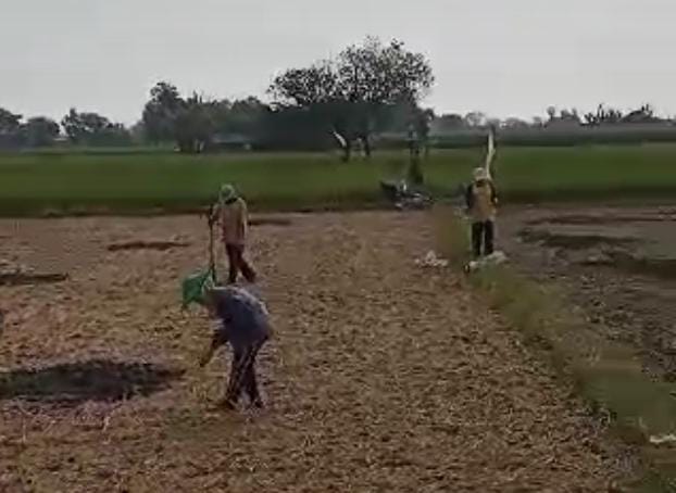 Musim Kemarau, Petani di Gresik Mulai Tanam Jagung