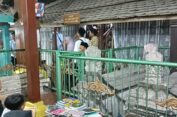Satu Suro, Peziarah Padati Makam Sunan Giri dan Malik Ibrahim