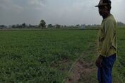 Sekali Panen Raup Rp 60 Juta, Petani di Gresik Rasakan Manisnya Budidaya Semangka Inul