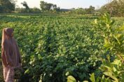 Harga Jual Stabil Jadi Alasan Petani di Gresik Tanam Kacang Hijau