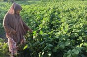 Masuk Musim Kemarau, Petani di Gresik Tanam Kacang Hijau di Lahan Kering