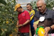 Pendampingan KTNA Gresik Sukses, Warga Antusias Petik Langsung Buah Melon