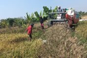 Petani Desa Raci Kulon Sidayu Panen Raya di Lahan Tambak