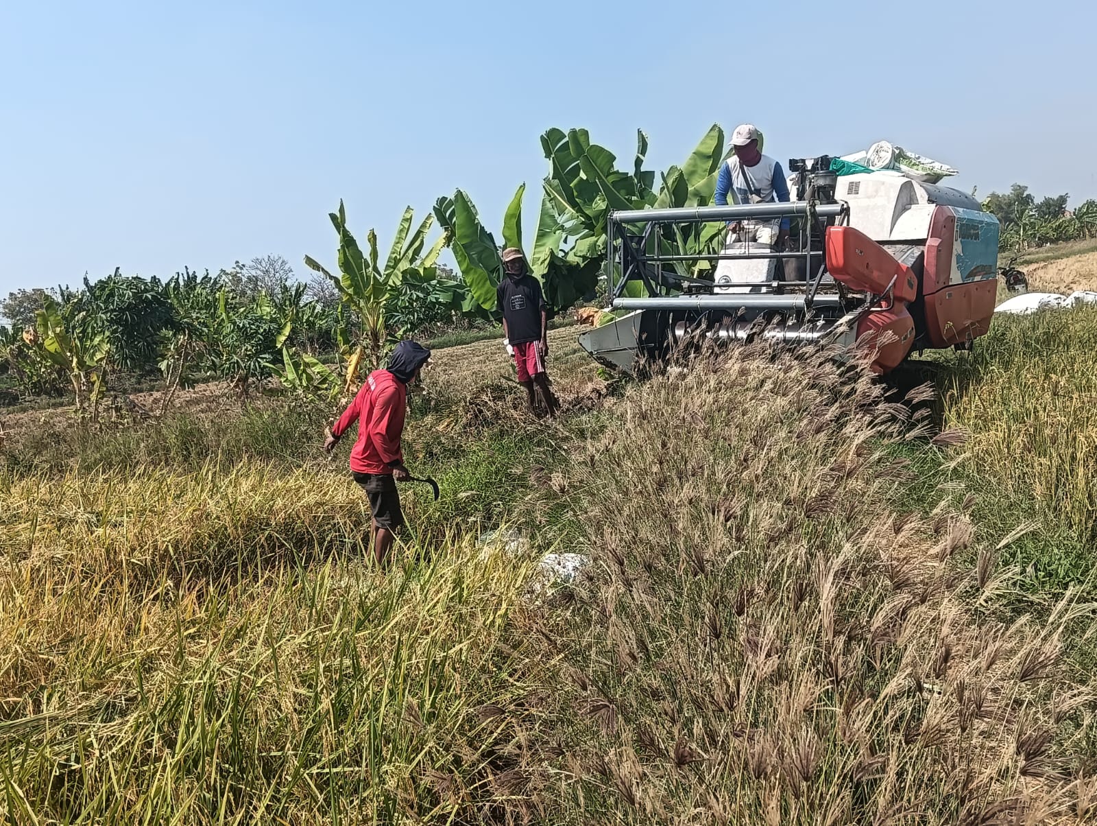 Petani Desa Raci Kulon Sidayu Panen Raya di Lahan Tambak