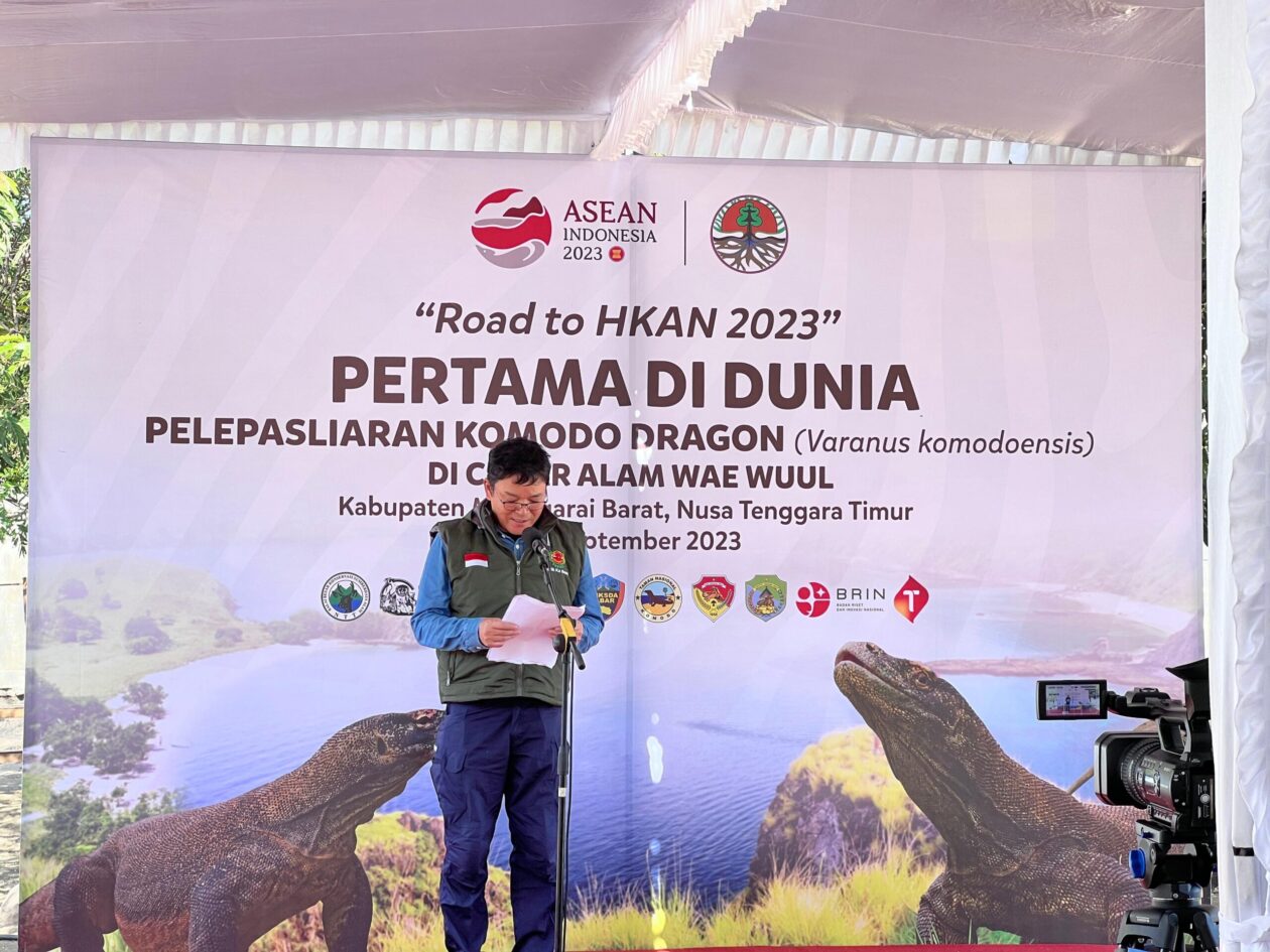 Komodo Hasil Pengembangbiakan TSI, Smelting dan KLHK RI Dilepasliarkan ke Habitat Aslinya