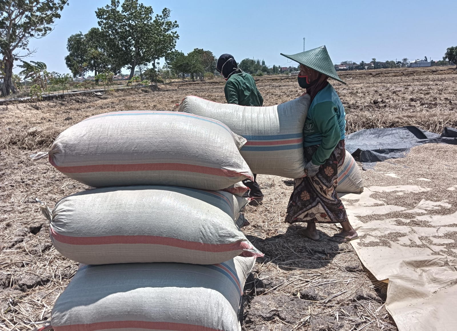 Petani Kangkung di Gresik Keluhkan Harga Anjlok