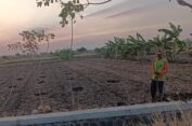 Distan Gresik Prediksi Hasil Panen Tanaman Padi Musim Kemarau Kualitas Bagus dengan Catatan Pengairan Cukup