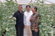 FOSKAM Muhammadiyah Gresik Belajar Tanam Melon di Green House Binaan KTNA