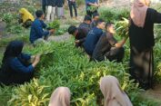 Tanami Sayur di Lahan Kosong Masjid agar Remas Produktif dan Berdayakan Warga Sekitar