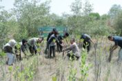 Tingkatkan Kesadaran Jaga Lingkungan, Polres Gresik dan Warga Tanam Mangrove