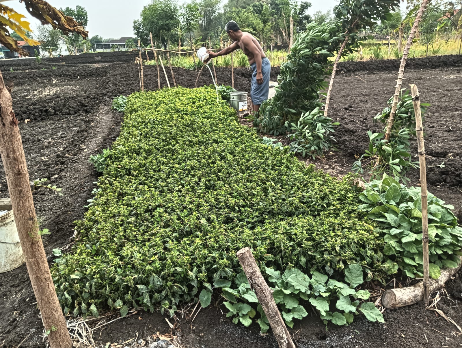 Datang Musim Hujan, Petani Cabai di Gresik  Lakukan Pembibitan