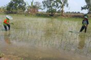 Masuk Musim Hujan, Sebagian Petani Mulai Tanam Padi di Gresik